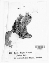Mycosarcoma maydis image
